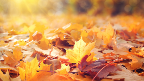 Golden-Leaves