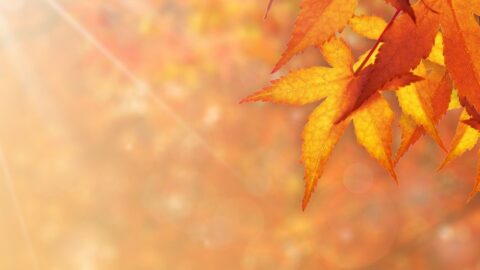 Autumn 2