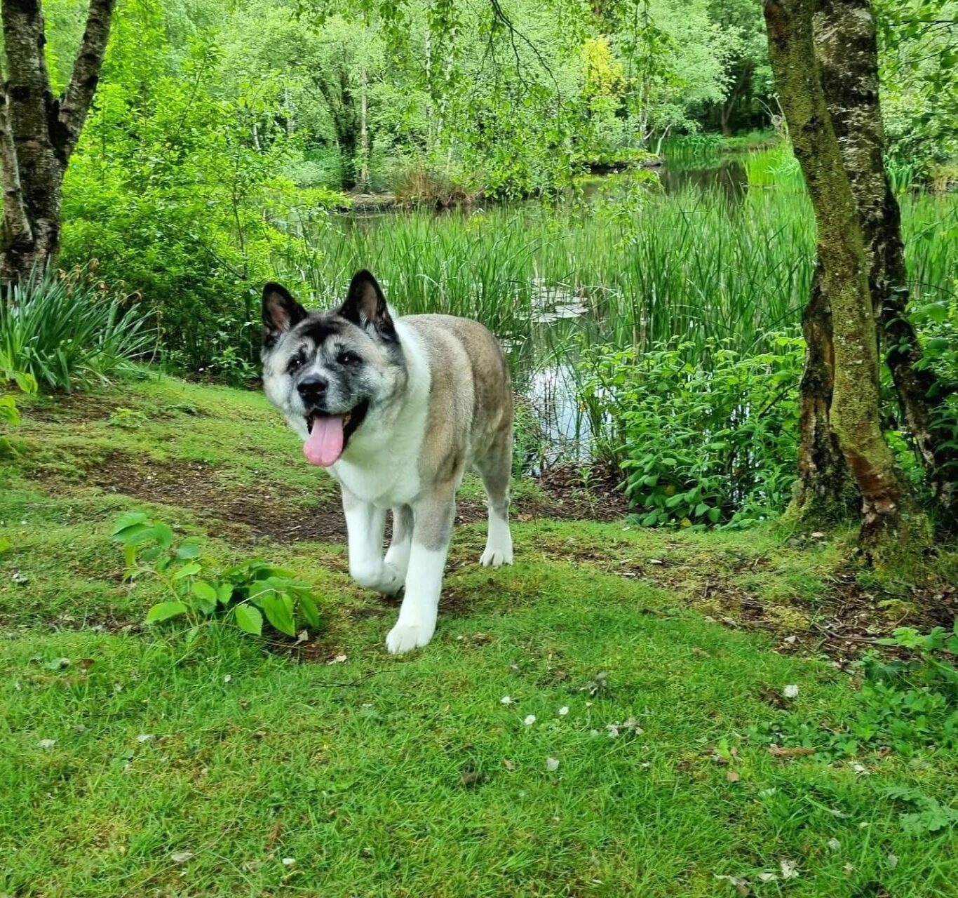 Chevin Dog – 1920×1280