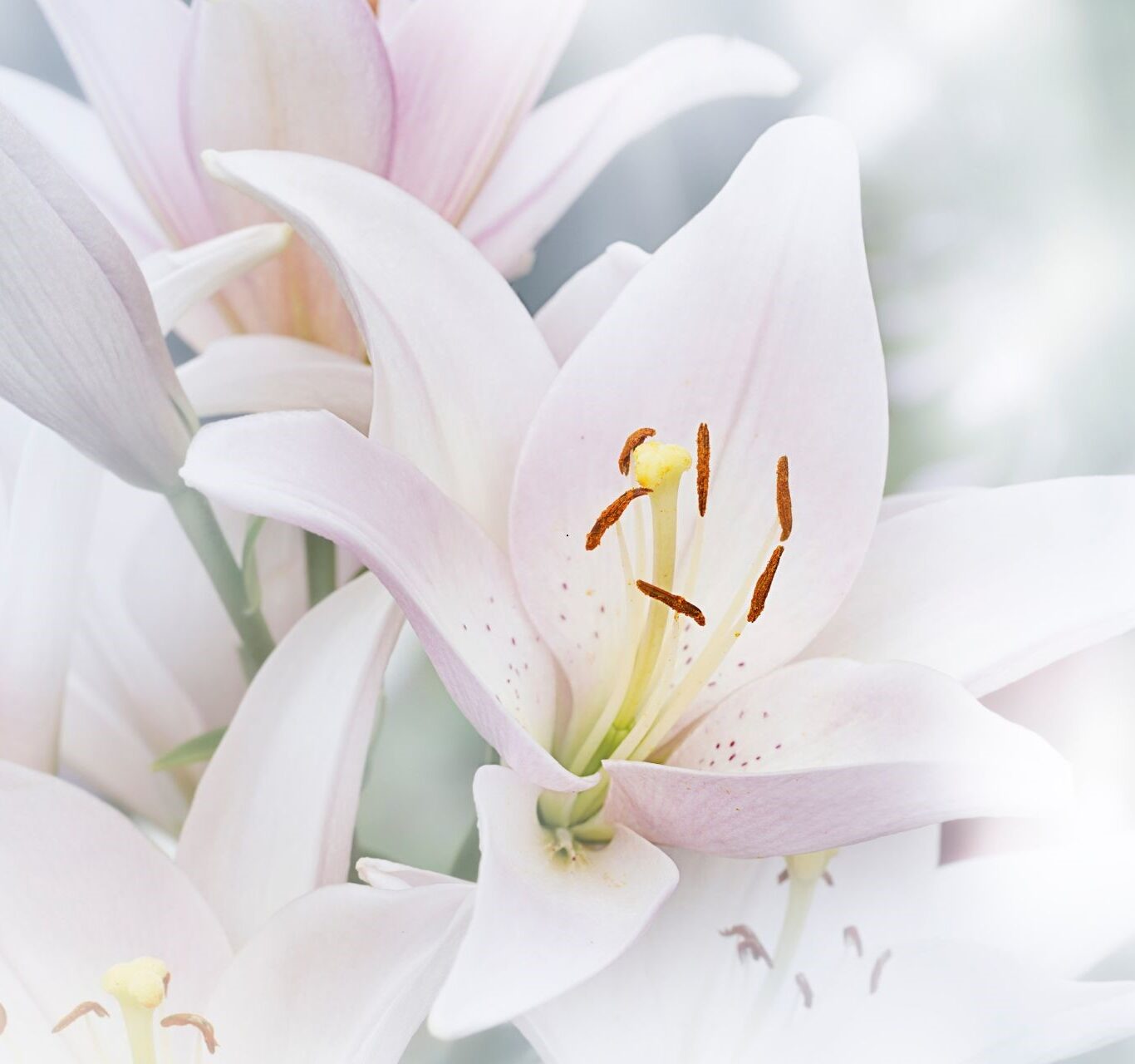 Celebration Of Life